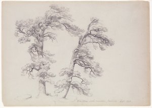 Pitch Pines, North Mountain, Catskills, New York, 1848